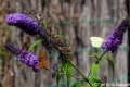 Gehakkelde aurelia en citroenvlinder-7080